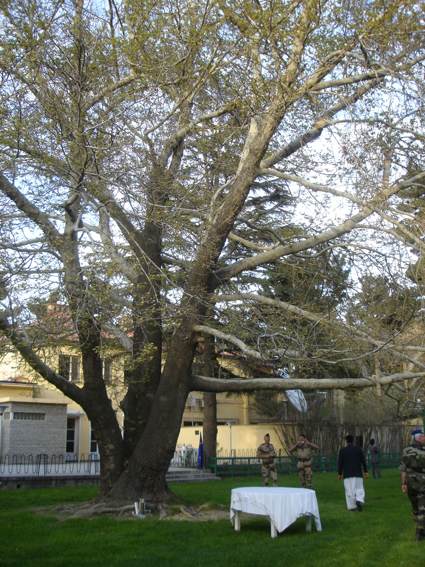 Le seul arbre de Kaboul de plus d'1m50 !