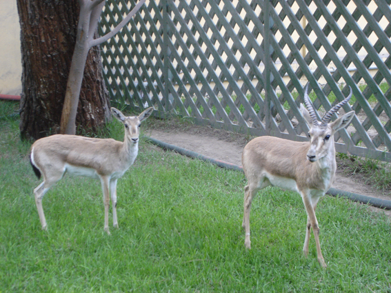 Et si le vrai luxe c'était d'avoir des gazelles ?