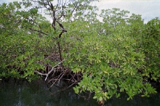 la Mangrove