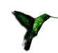  le superbe colibri vert 