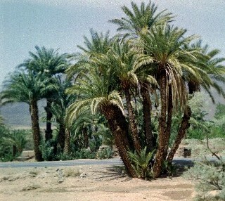 palmier aux 7 troncs