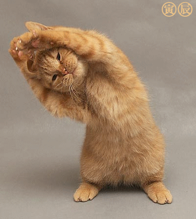 chat%20sport.gif