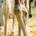 Zoo de Vincennes
