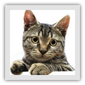 gardiennage chat à domicile