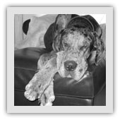 promenade individuelle pour chien