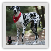 spécialiste de l'éducation canine