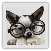 Eduquer votre chien