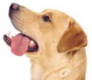 Toilettage et Dressage Le Pecq pour chiens et chats