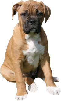 mon chien est peureux