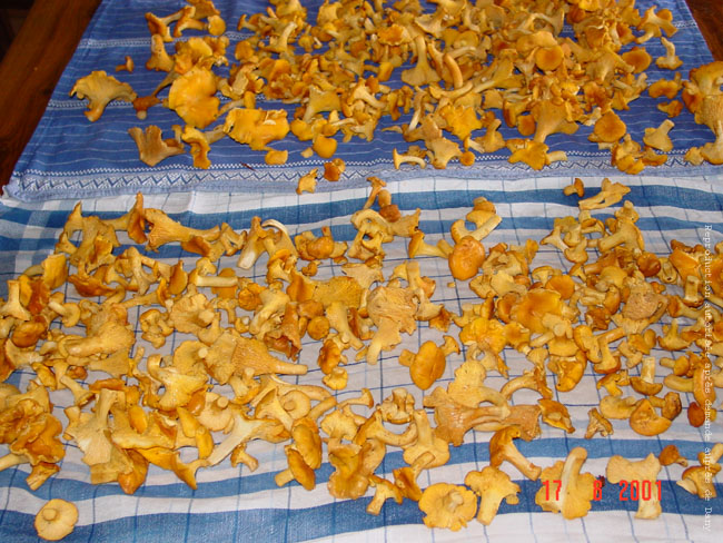 c a girolles lavees 2