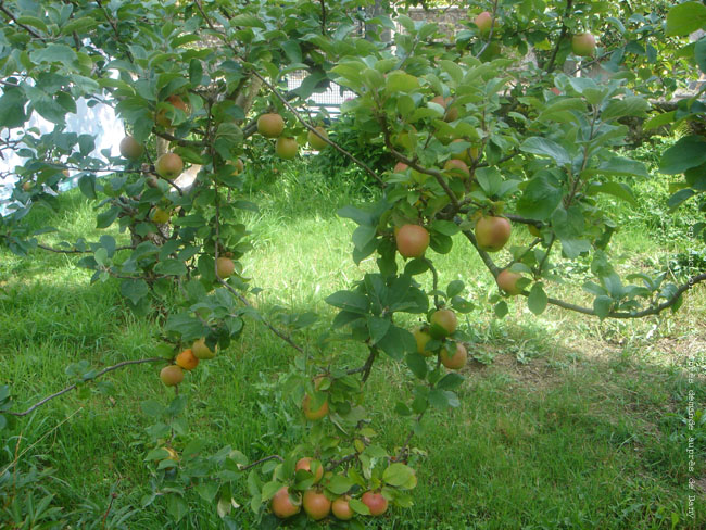 d pommes du jardin