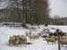 a limousins mouton sous la neige