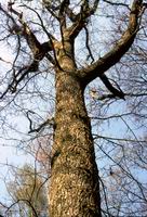Le plus bel arbre du monde