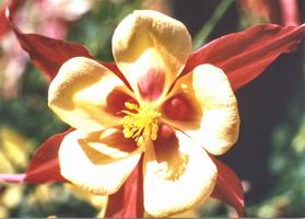 La fleur enchantée