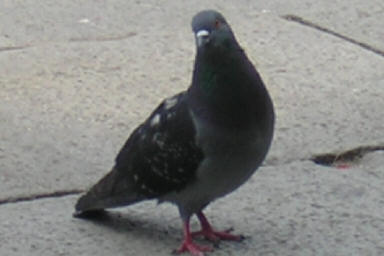 Un pigeon effronté