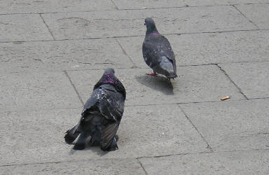 Bah... c'est un pigeon qui court derrière sa pigeonne
