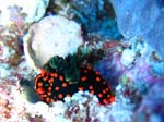 nudibranche