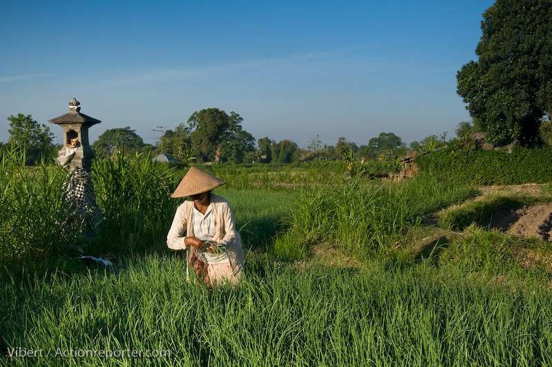 Asia, Asie, Indonesia, Indonesie, Bali