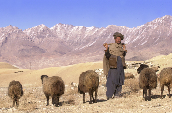 Les afghans, en raison du climat changeant  des montagnes, ont souvent une couverture enroulée autour des épaules - au cas où...