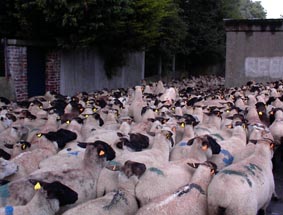 la transhumance des moutons