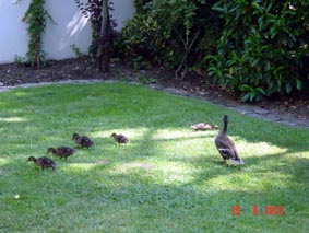 pruneau voulait des canards, on ne lui refuse rien