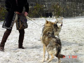 les loups n'aiment pas quand il ya trop de monde