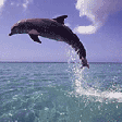 Le saut du dauphin