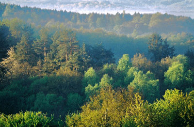 Massif forestier prs de Chaumeon