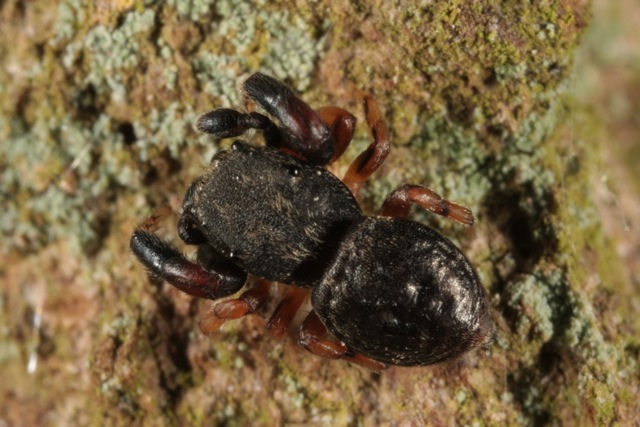 Petite araignée noire Araigneenoire2