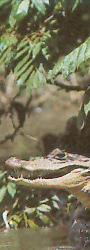 Crocodile Cano Negro - DR