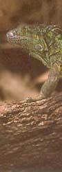 Iguane Vert - DR