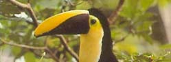 Toucan - DR