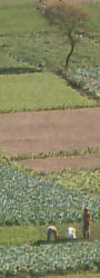 Alti Plano - DR