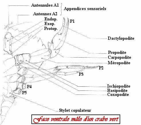 http://familledeniel.club.fr/images/littoral_breton/crustaces_crabe_vert_anatomie.gif