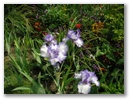 pict0075.jpg
