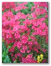 pict0083.jpg