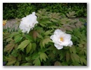 pict0110.jpg
