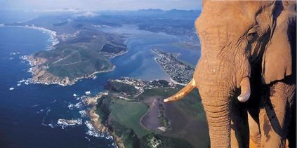 afrique du sud lphant et paysage