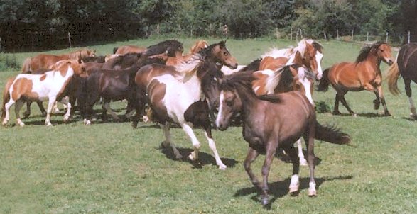 poneys et chevaux gambadant dans le pr
