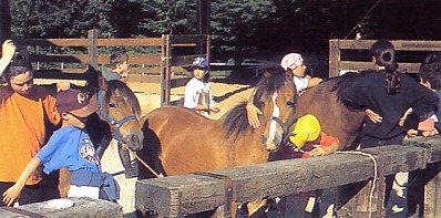 quitation chevaux et enfants